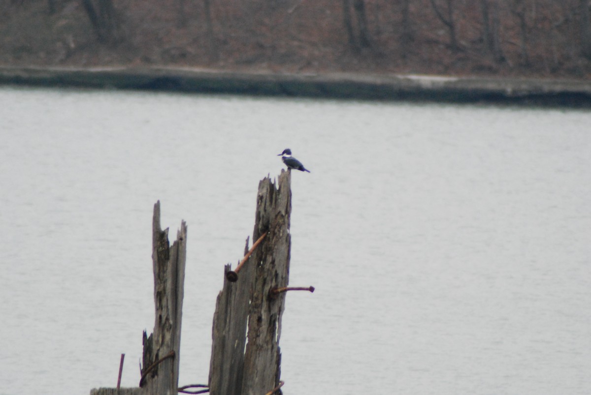 Belted Kingfisher - ML23225041