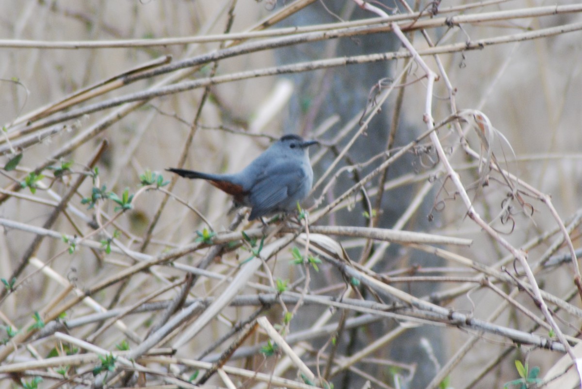 Gray Catbird - ML23225101