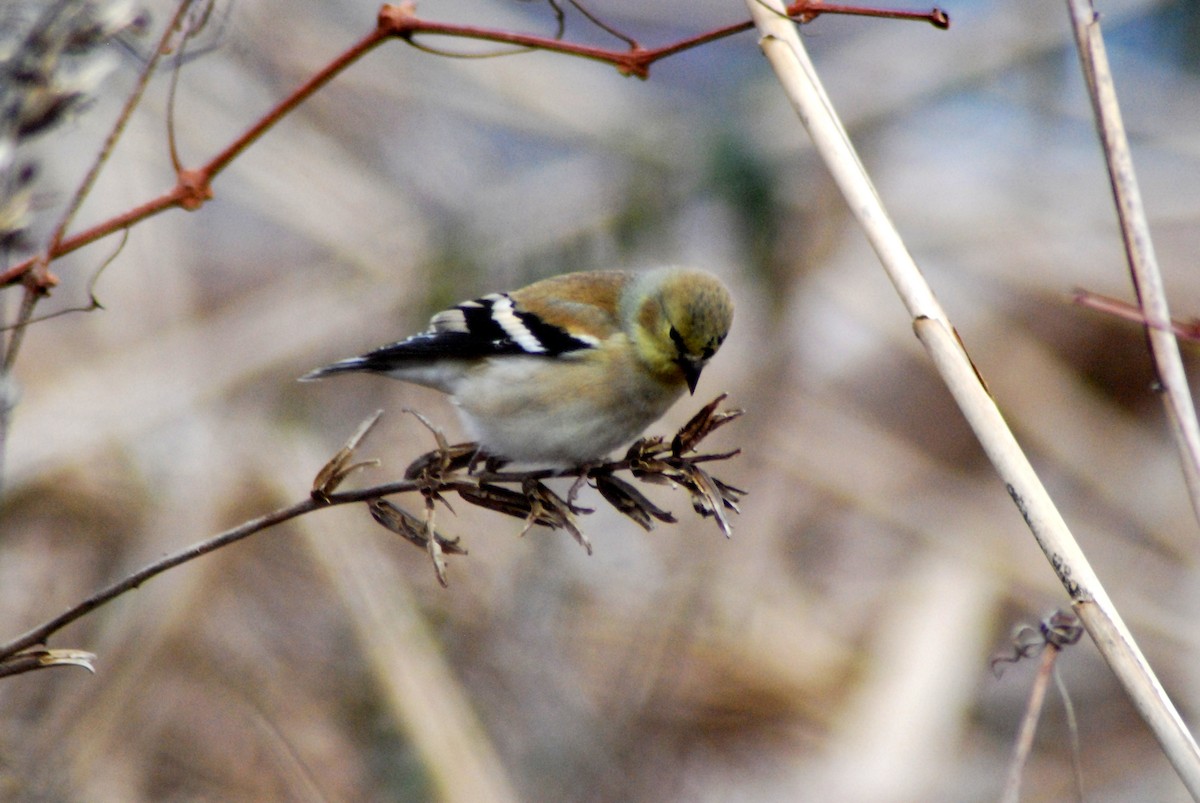 American Goldfinch - ML23225221