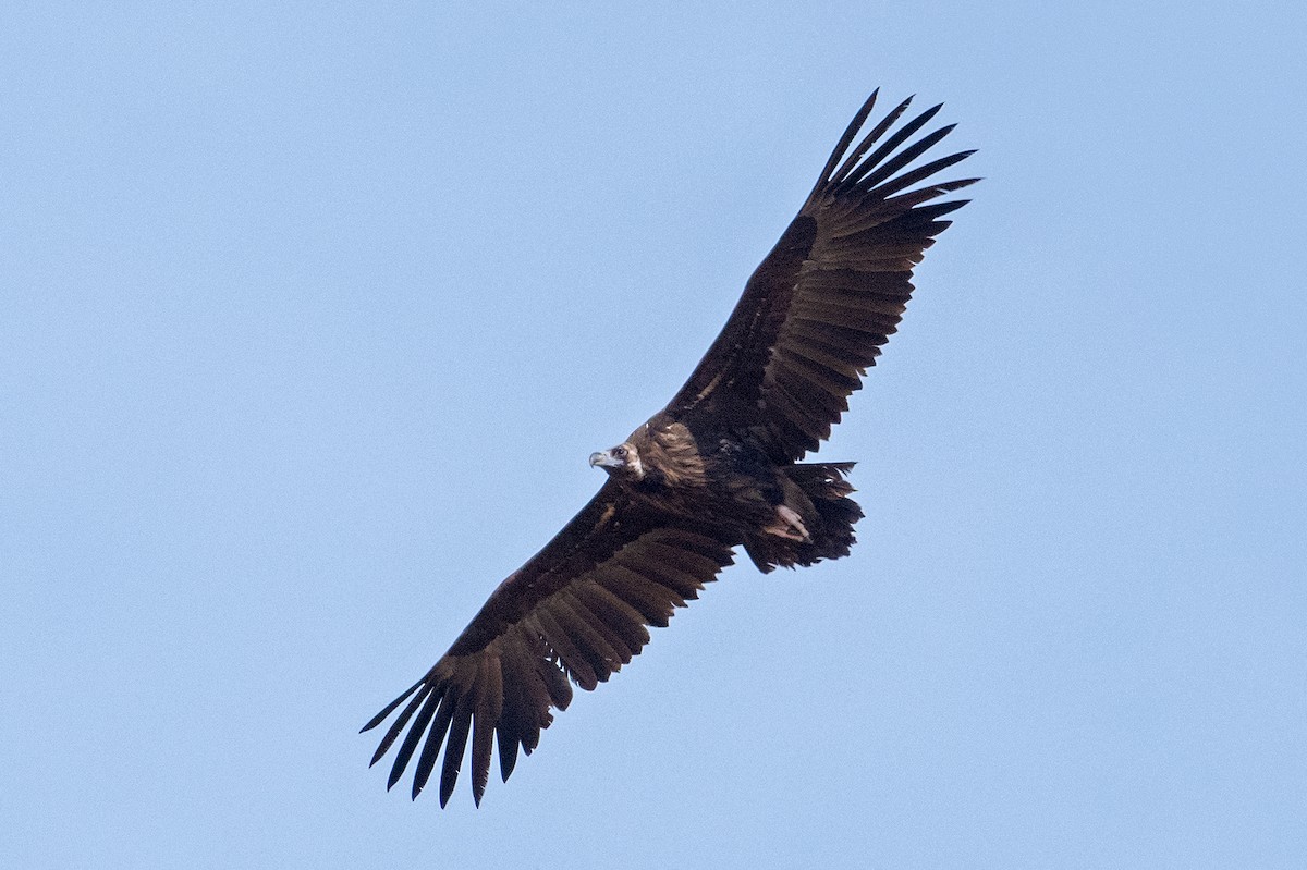 Cinereous Vulture - Aseem Kothiala
