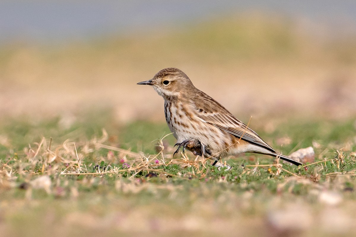 Water Pipit - Aseem Kothiala