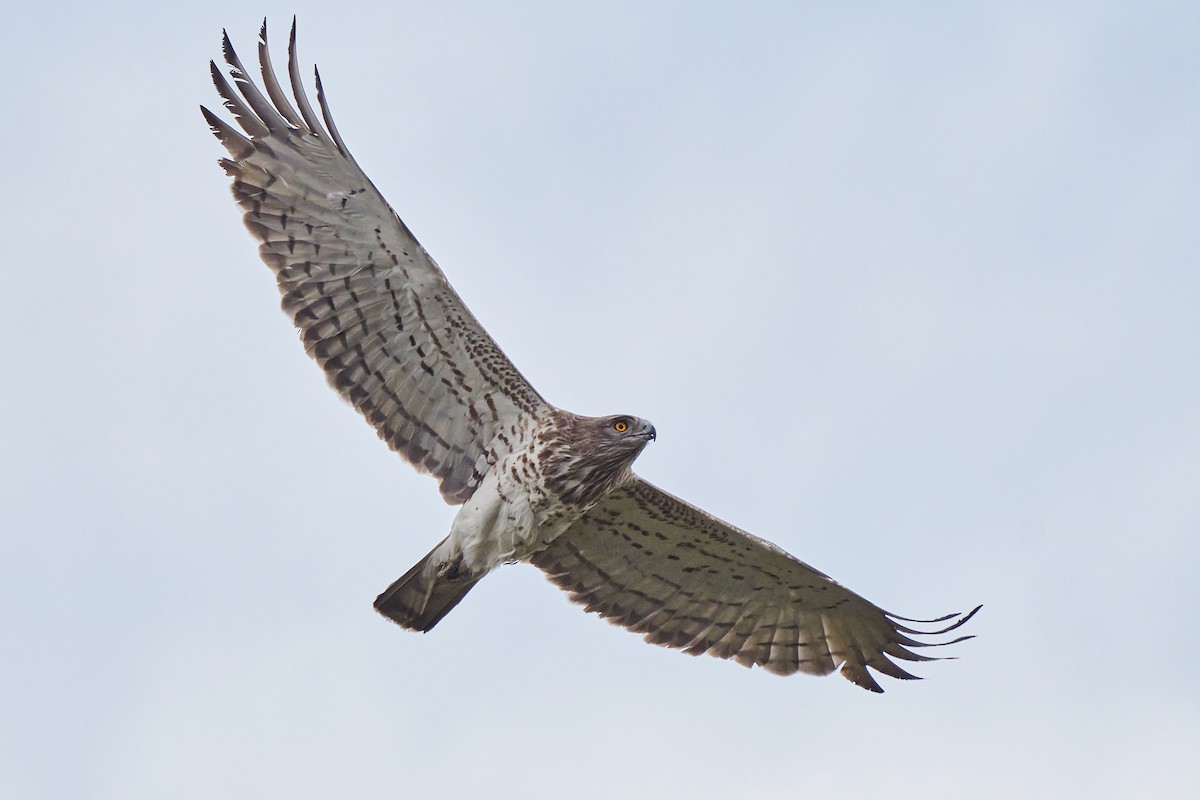 Short-toed Snake-Eagle - ML232257081