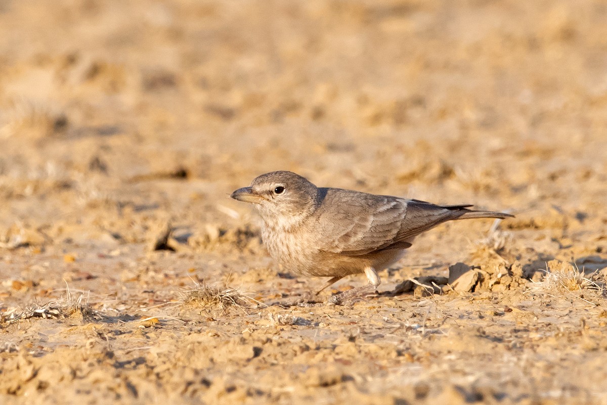 Desert Lark - Aseem Kothiala