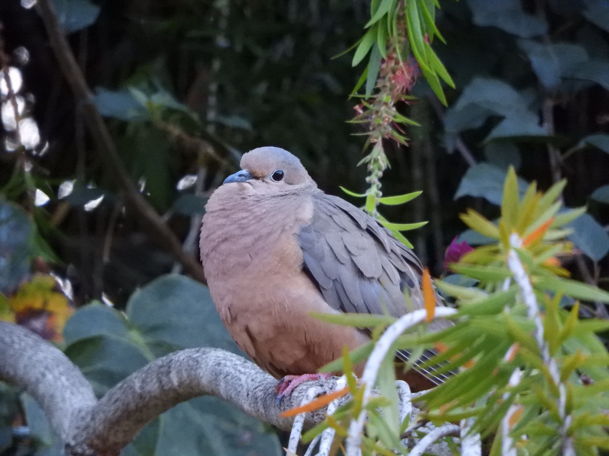 Eared Dove - ML232259421