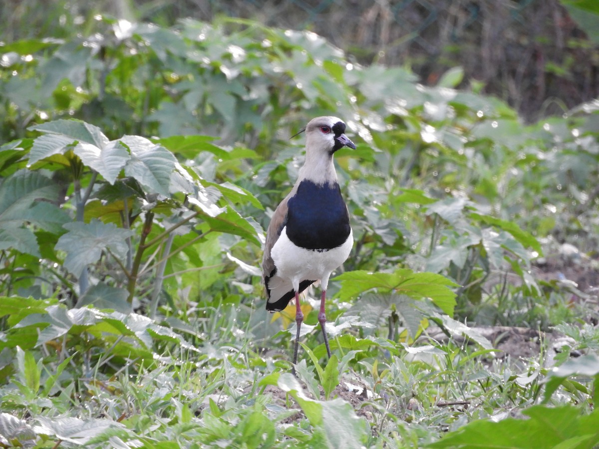 Southern Lapwing - ML232259811