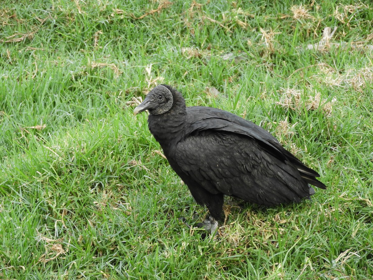 Black Vulture - ML232260101