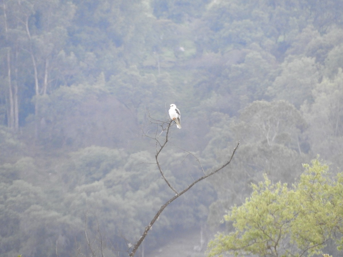 White-tailed Kite - ML232260311
