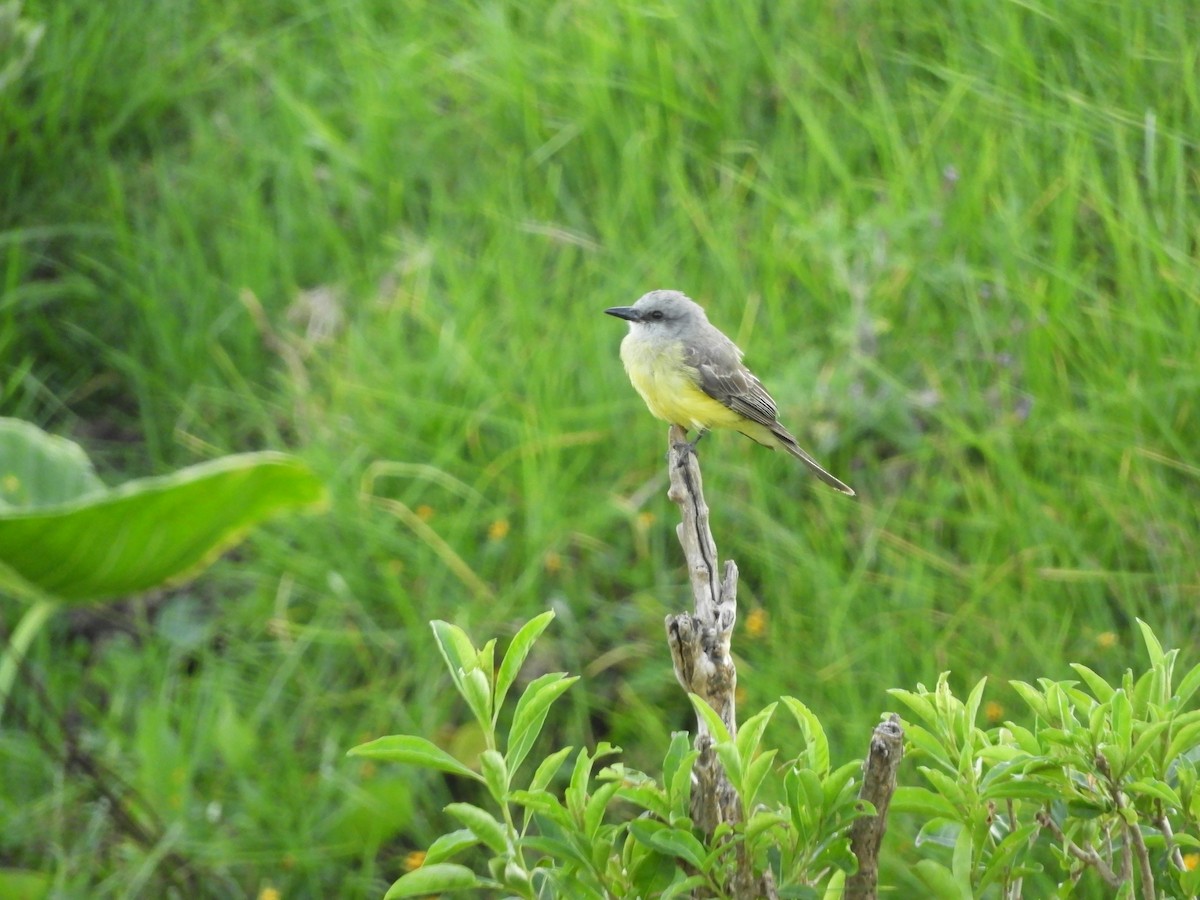 Tropical Kingbird - ML232260481