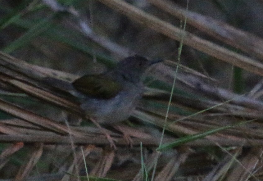 Green-backed Camaroptera (Gray-backed) - ML23226081