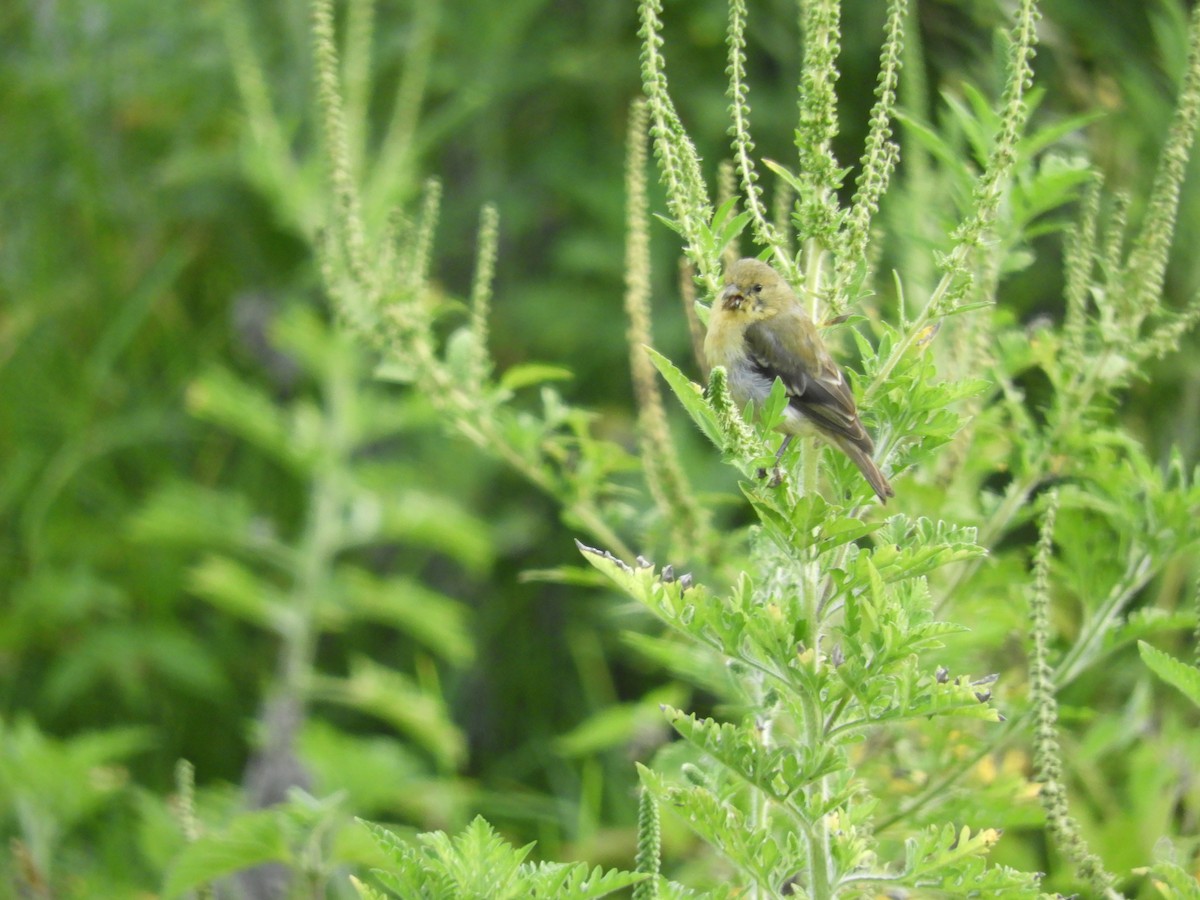 Lesser Goldfinch - ML232260861