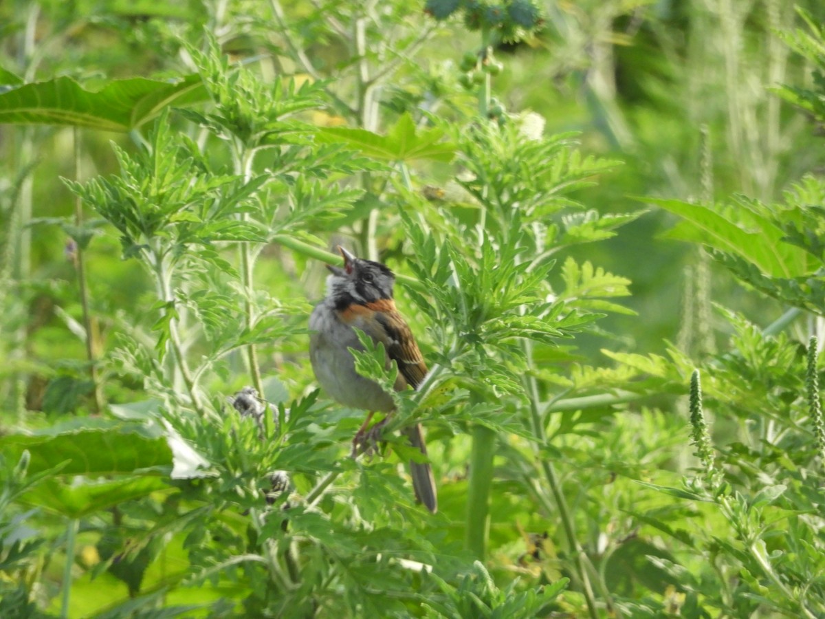 Rufous-collared Sparrow - ML232261011