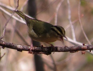 Worm-eating Warbler - "Chia" Cory Chiappone ⚡️