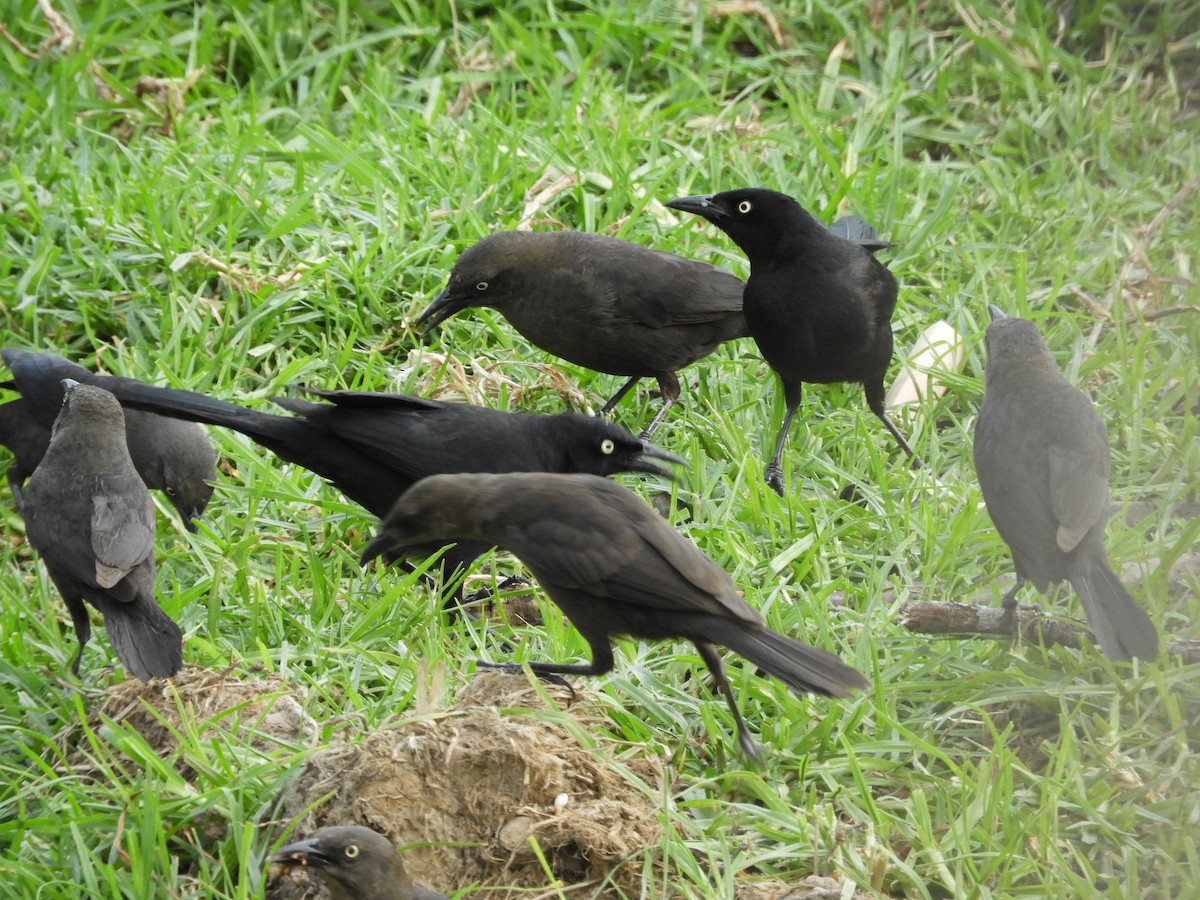 Carib Grackle - ML232261161