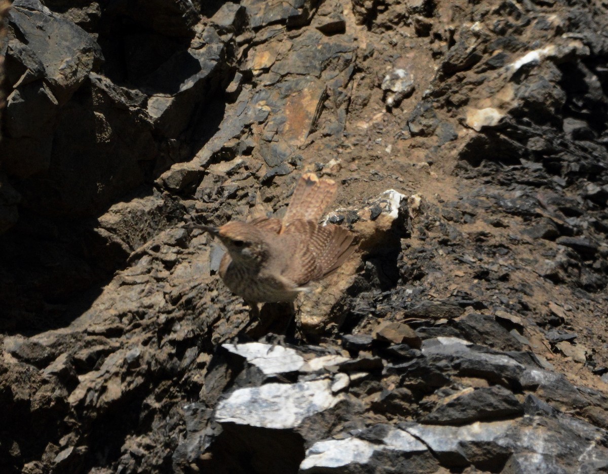 Rock Wren - Mark  Ludwick