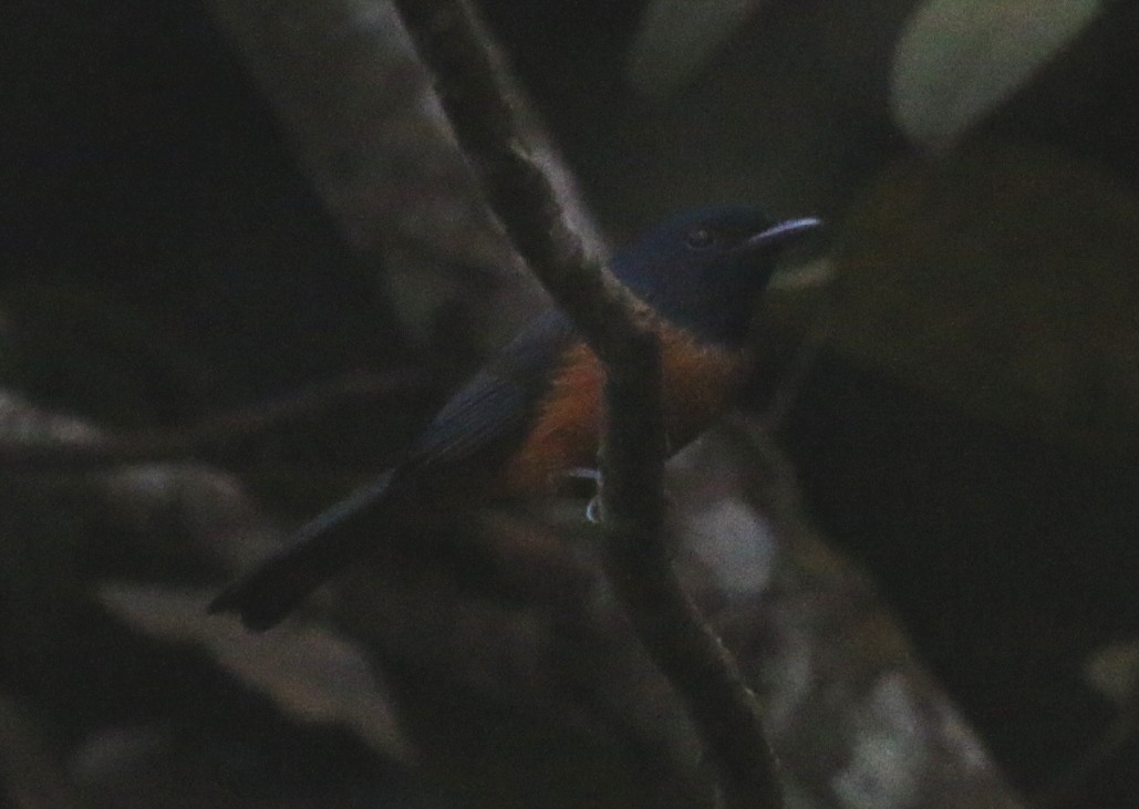 Black-headed Paradise-Flycatcher (Tricolored) - ML23226501