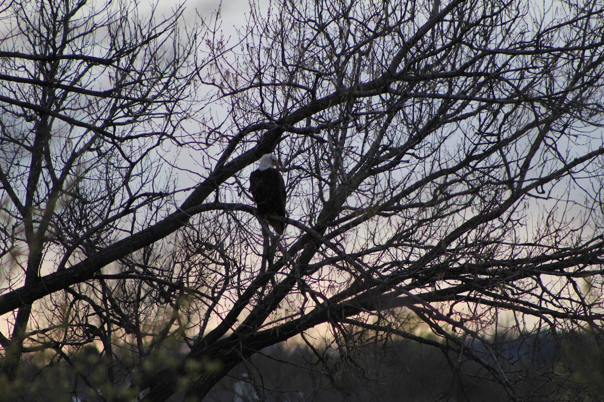 Bald Eagle - ML232265411
