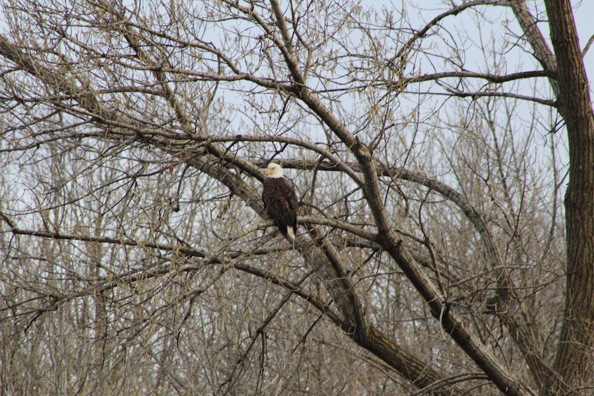 Bald Eagle - ML232265431