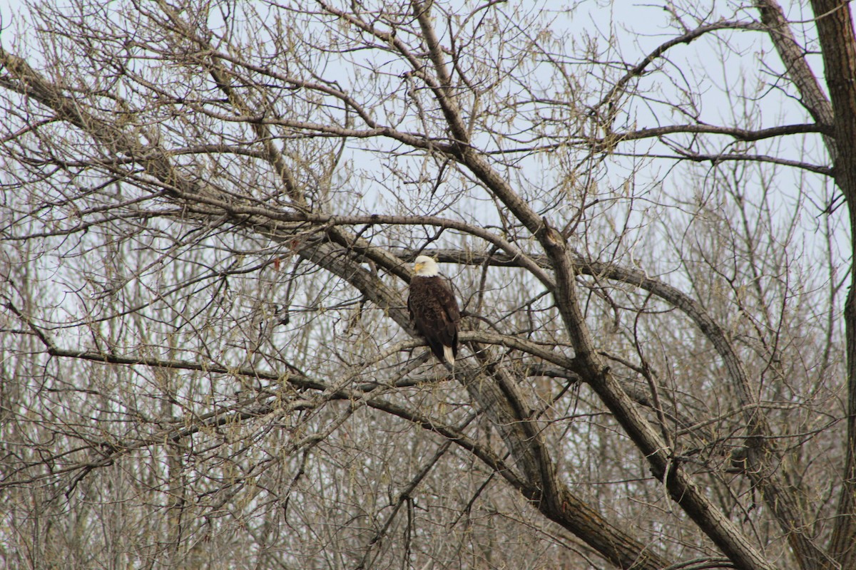 Bald Eagle - ML232265441