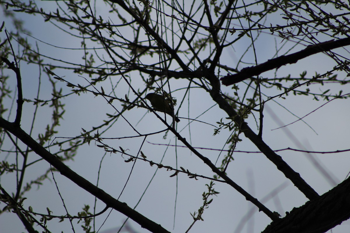 Blue-gray Gnatcatcher - ML232265451
