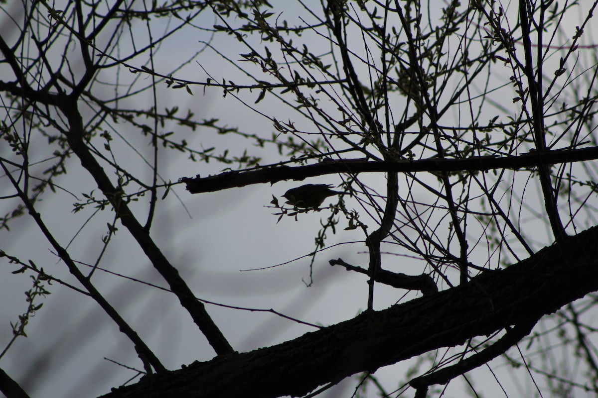 Blue-gray Gnatcatcher - ML232265461