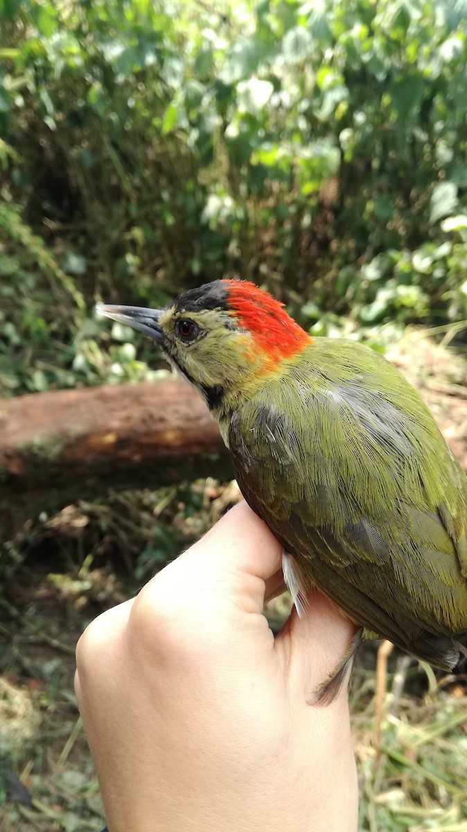 Elliot's Woodpecker (Johnston's) - ML232265531