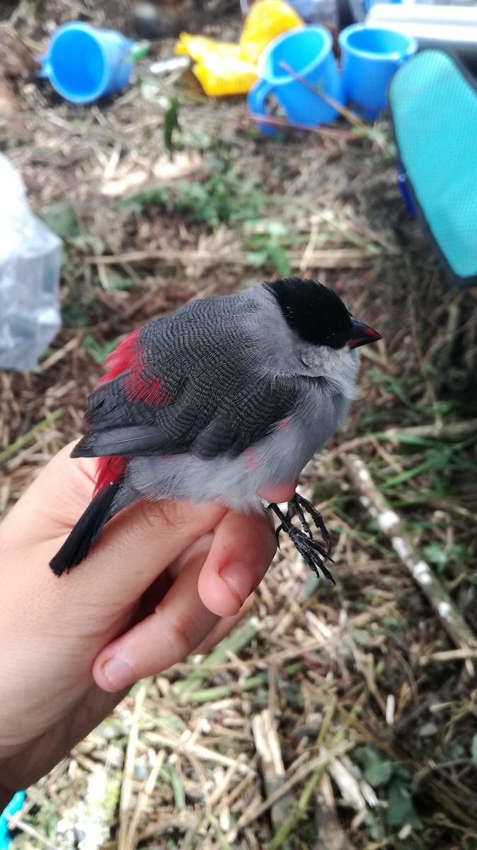 Black-crowned Waxbill - ML232265631