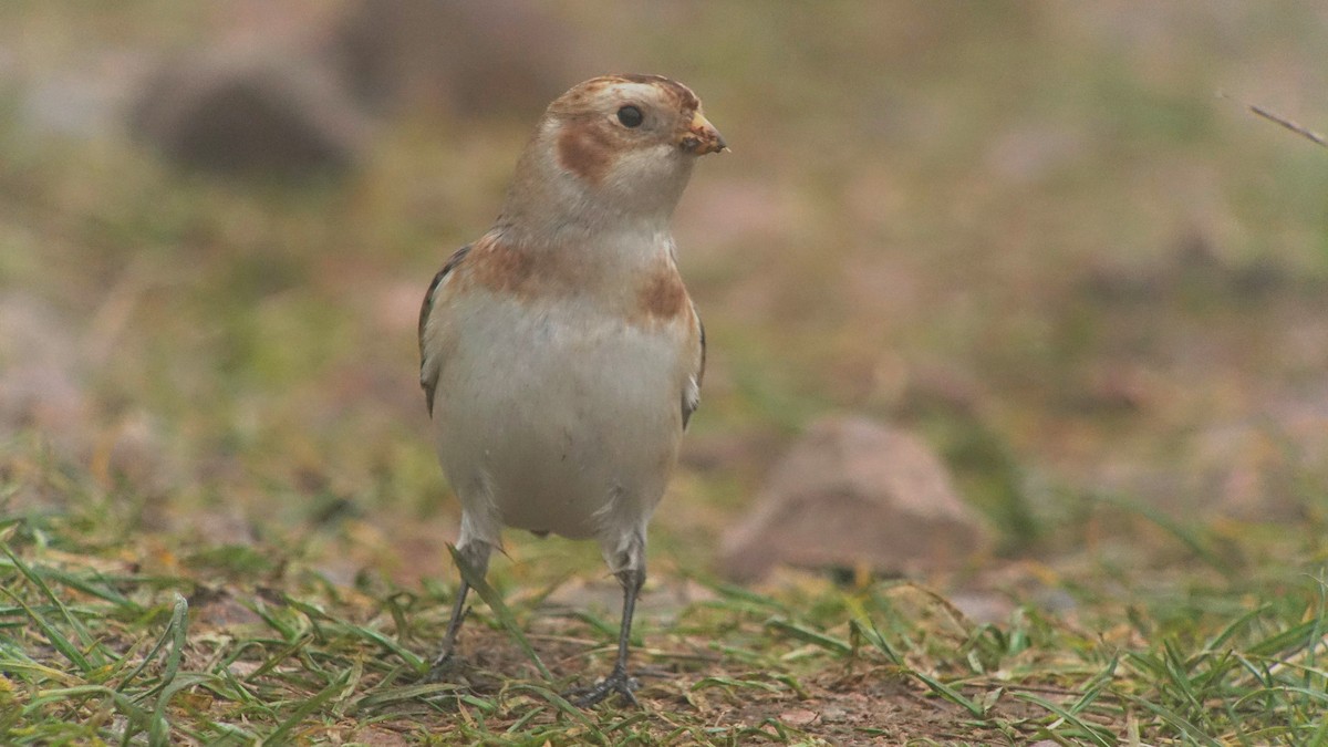 Snow Bunting - ML232265961