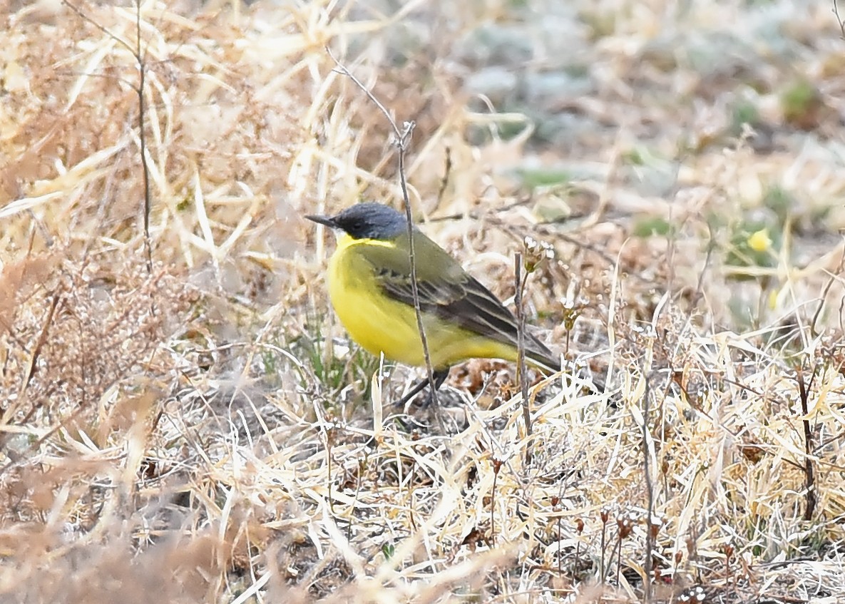 Eastern Yellow Wagtail - ML232267671