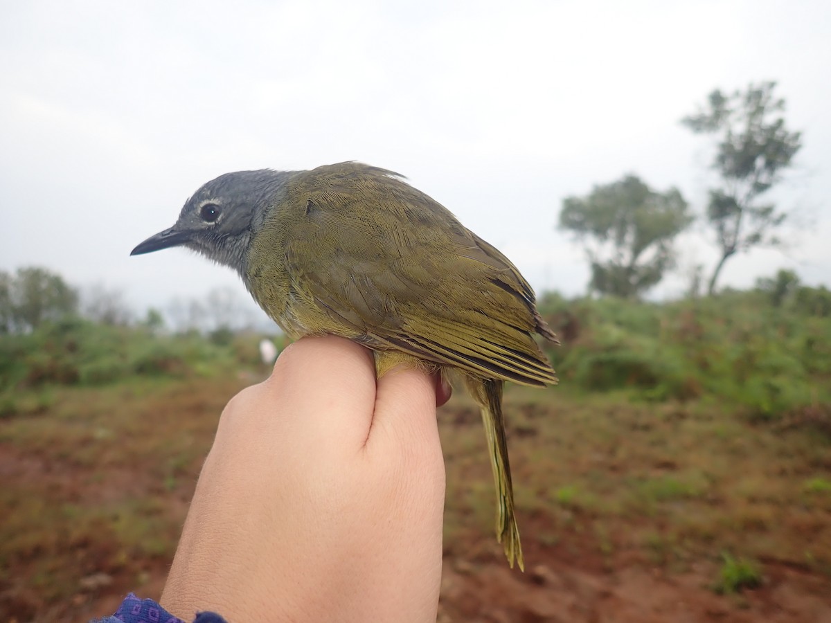 Western Mountain Greenbul - ML232268411