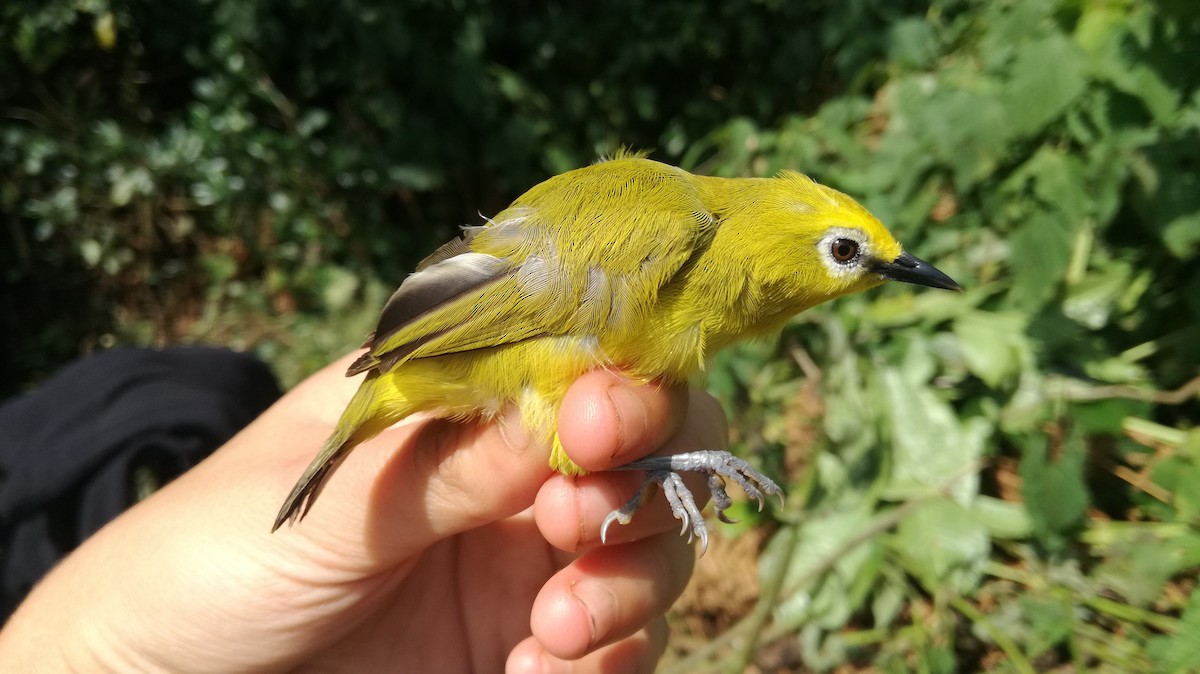 Forest White-eye - ML232268951