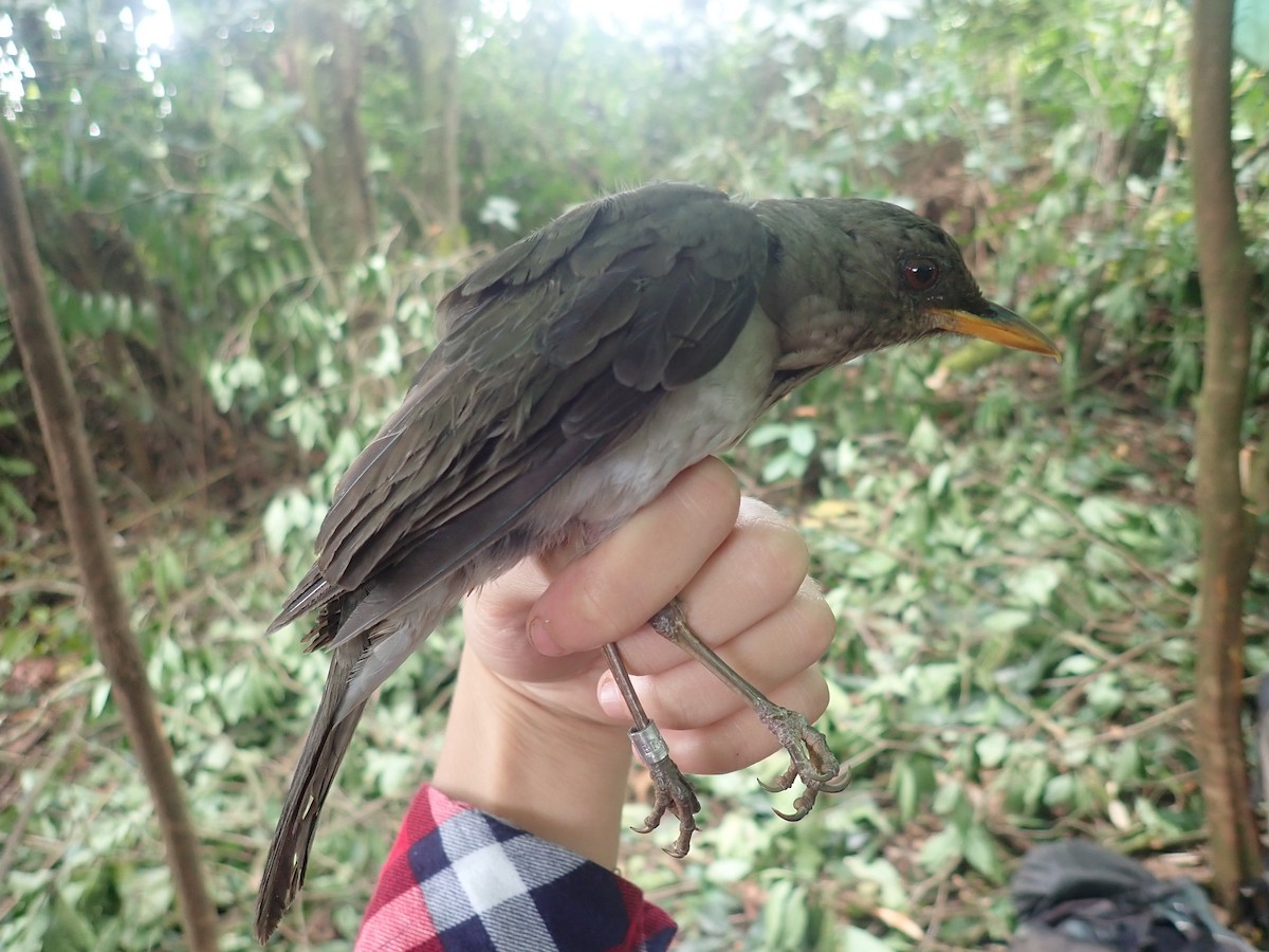 African Thrush - ML232269151