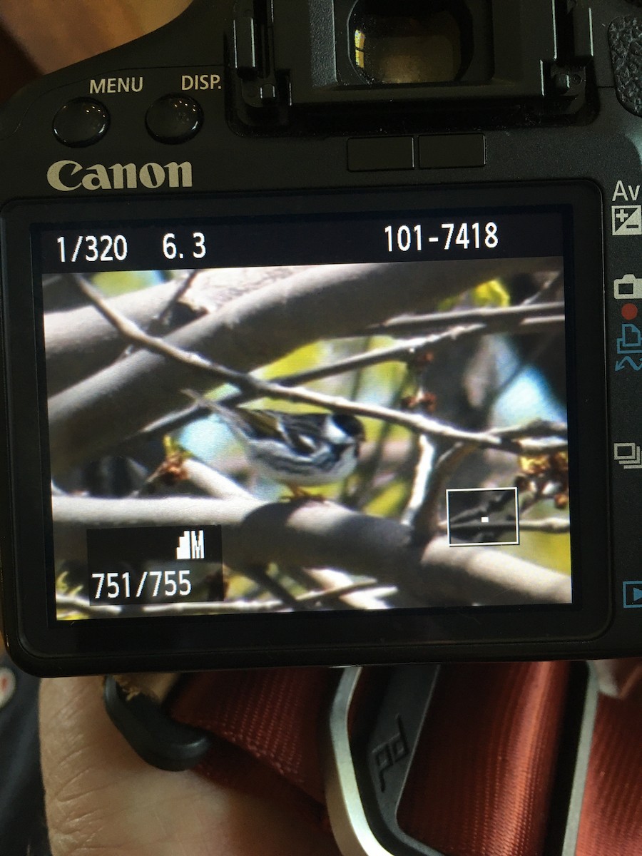 Blackpoll Warbler - ML232269181