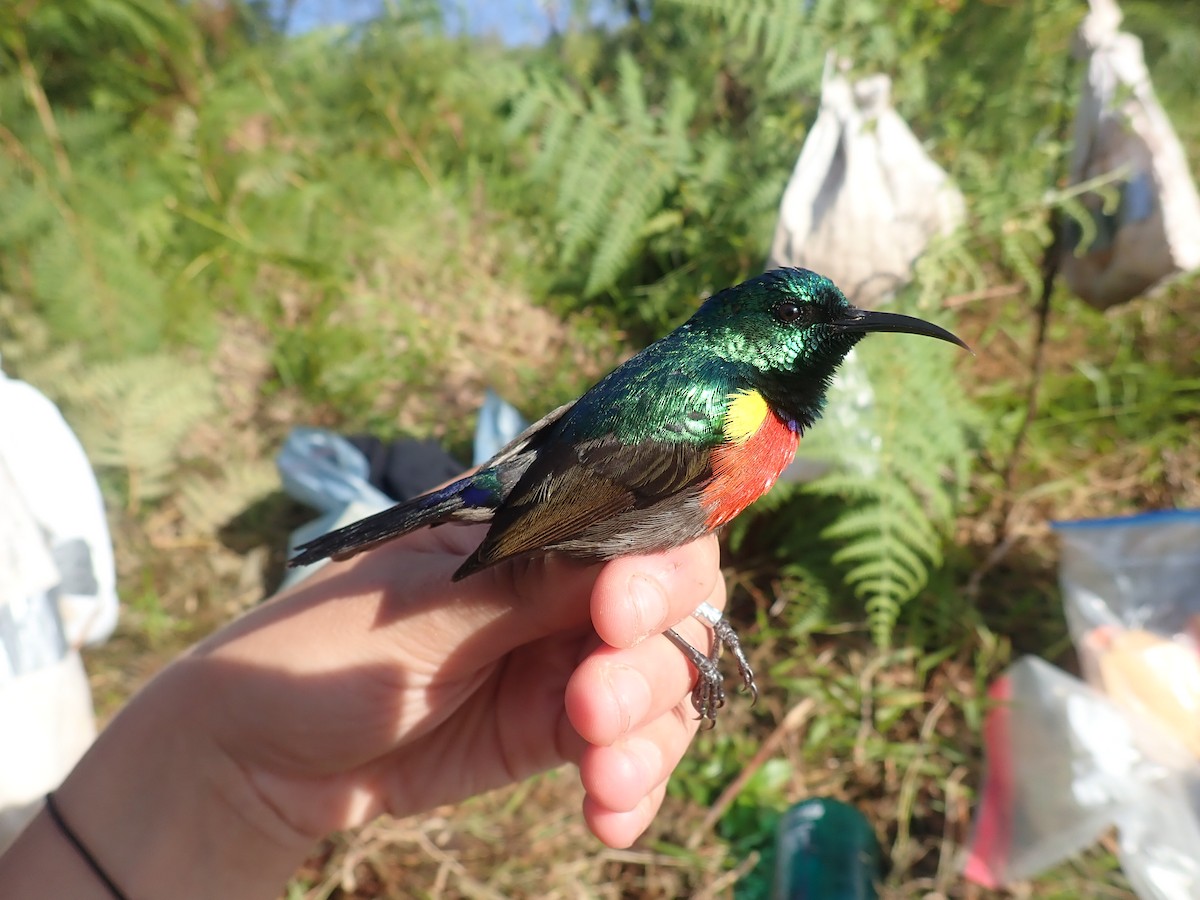 Tiny Sunbird - ML232269501