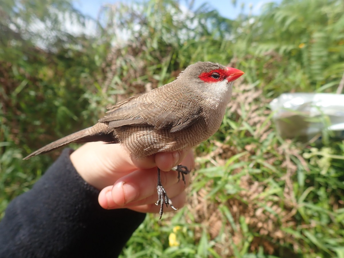 Common Waxbill - ML232270271