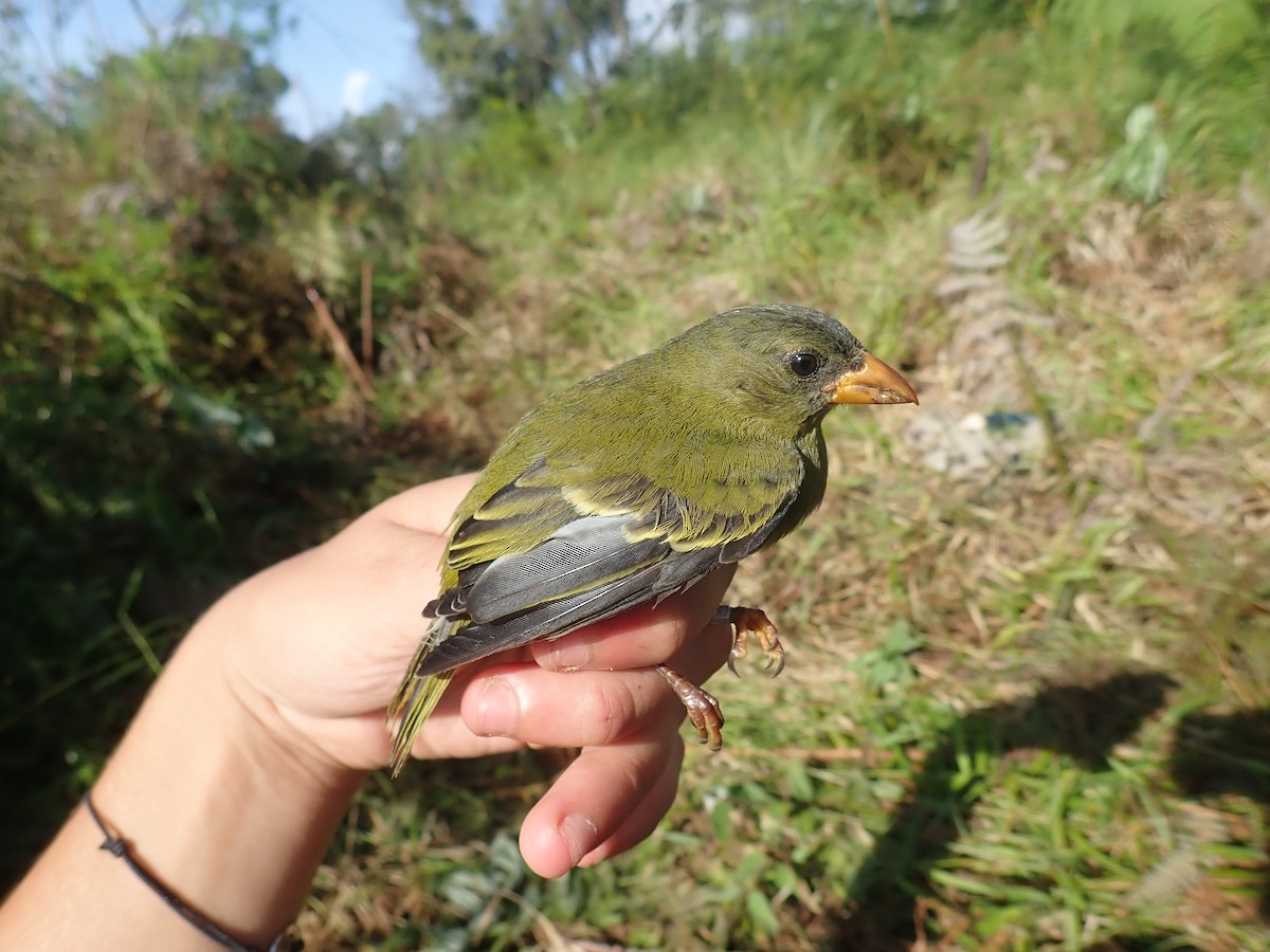 Oriole Finch - ML232270451