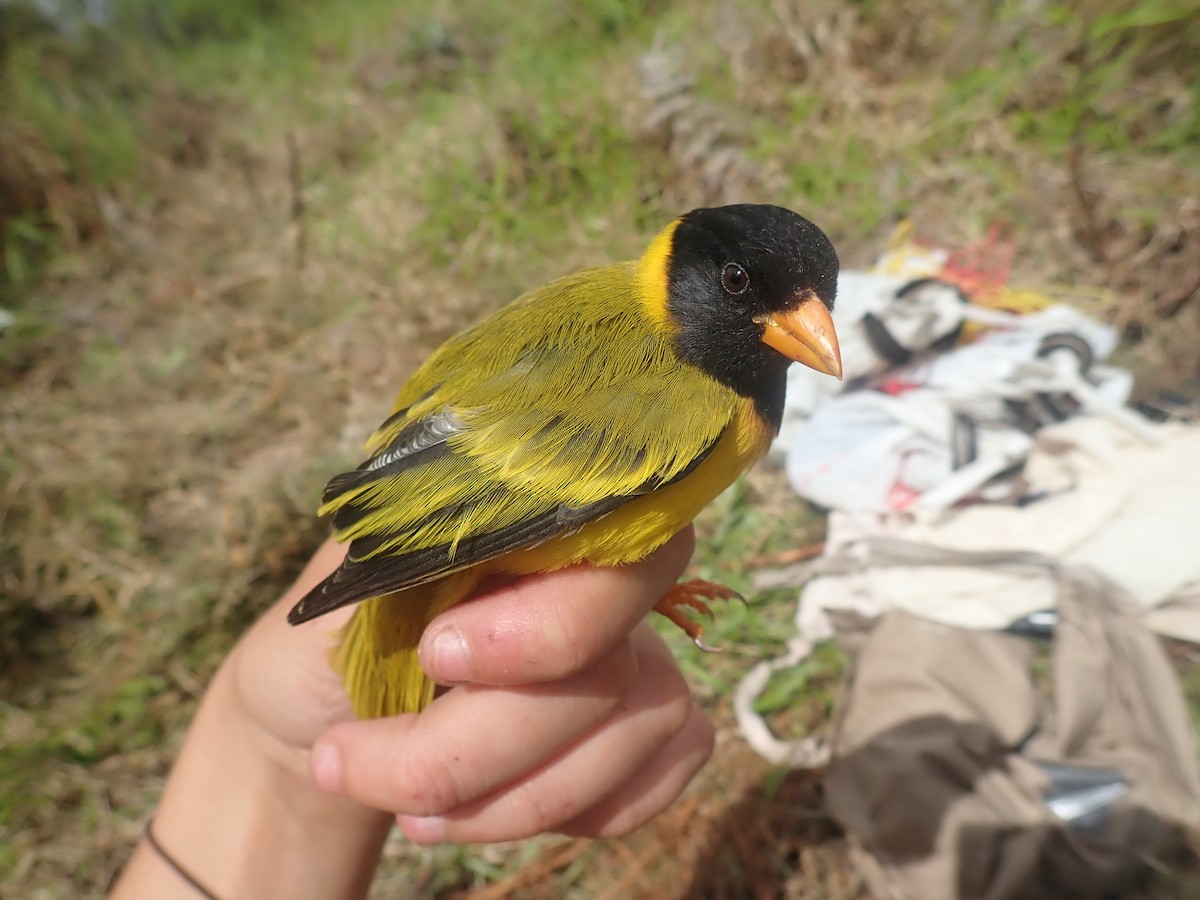 Oriole Finch - ML232270461
