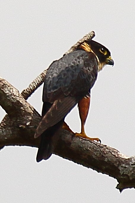 Bat Falcon - ML232270741