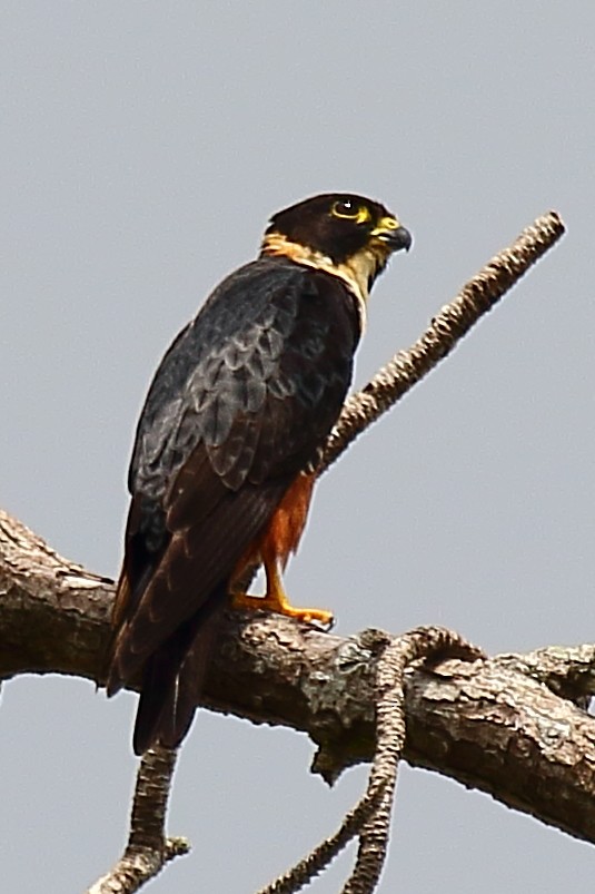 Bat Falcon - ML232270751