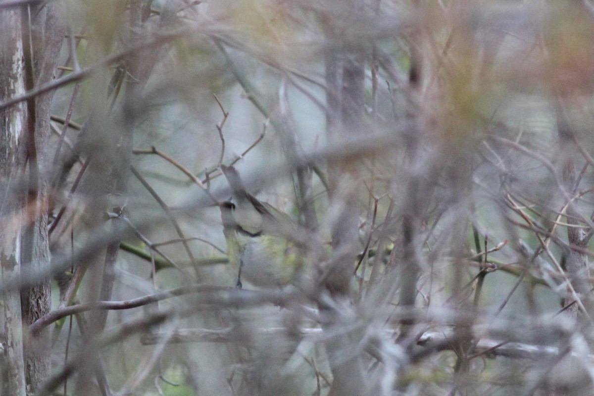 White-eyed Vireo - Lily Morello