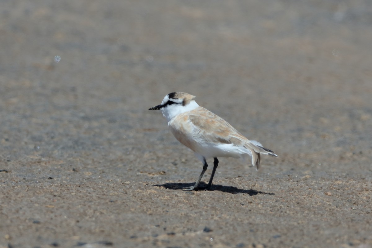 White-fronted Plover - ML232273231