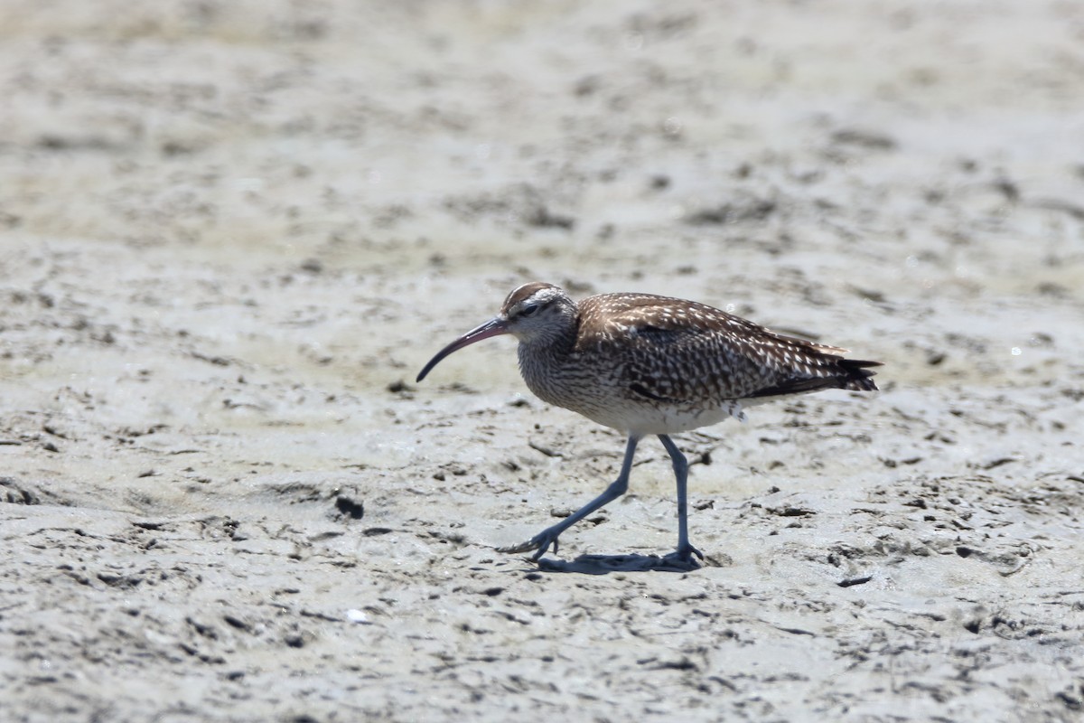 Whimbrel - ML232273581