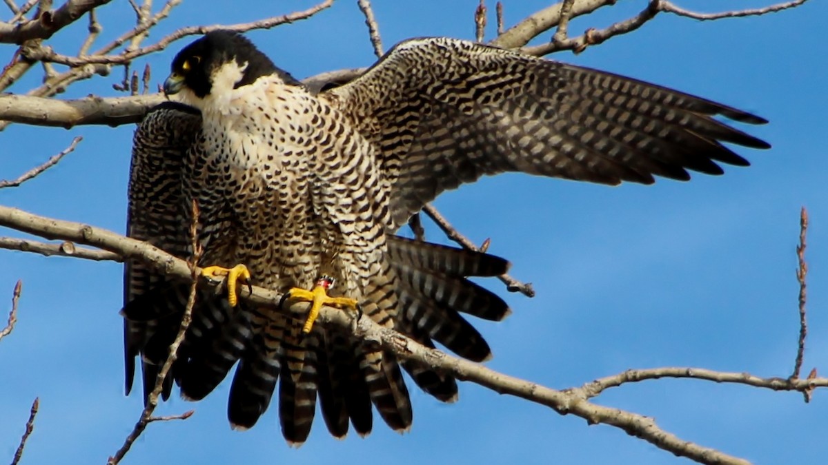 Peregrine Falcon (North American) - ML23227371