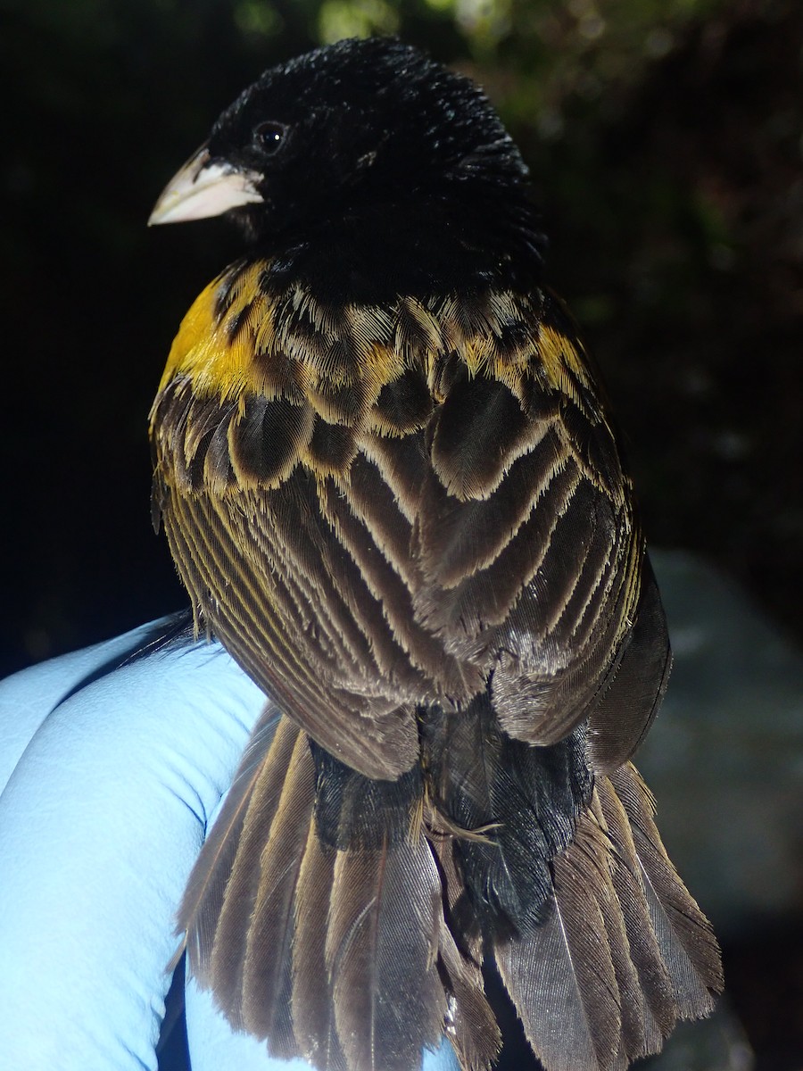 Yellow Bishop - ML232273911