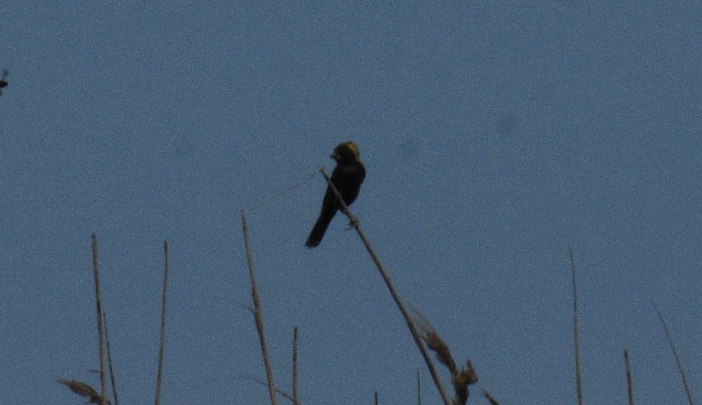 Bobolink - ML232274251