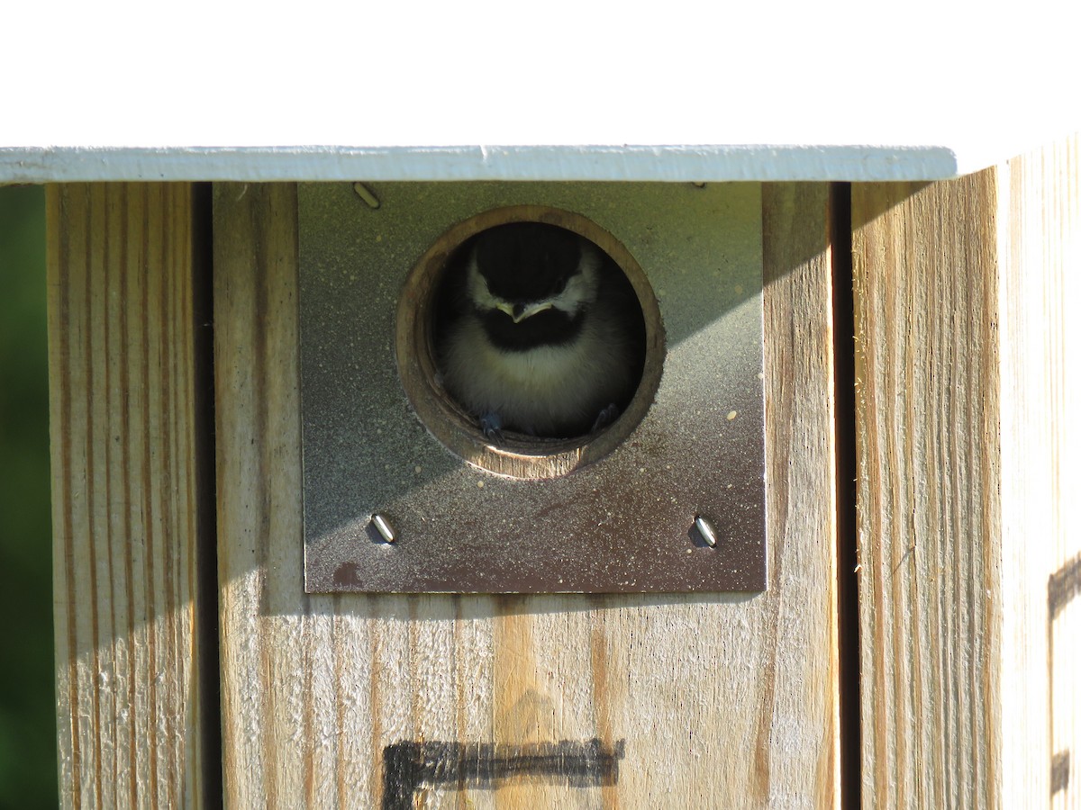 Carolina Chickadee - ML232274561