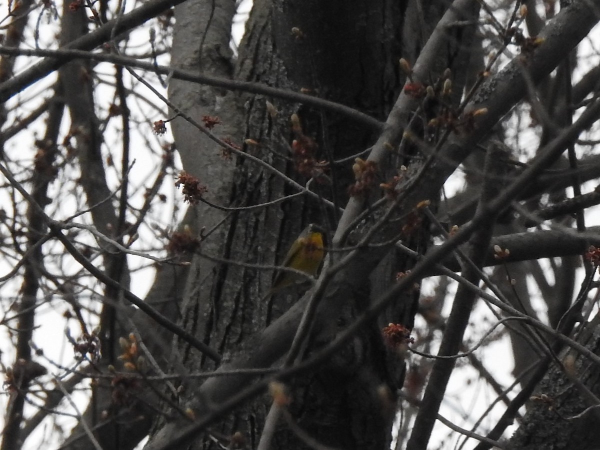 Nashville Warbler - ML232274571