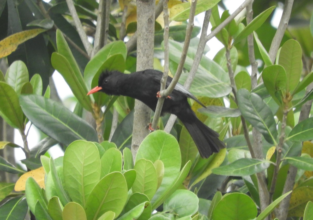 Black Bulbul - Scott Weaver