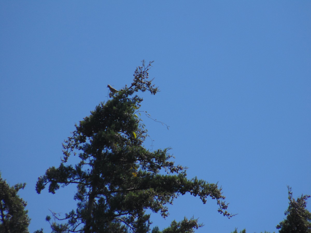 Gray Silky-flycatcher - ML23227601