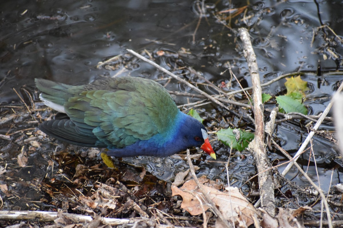 Purple Gallinule - ML232276711