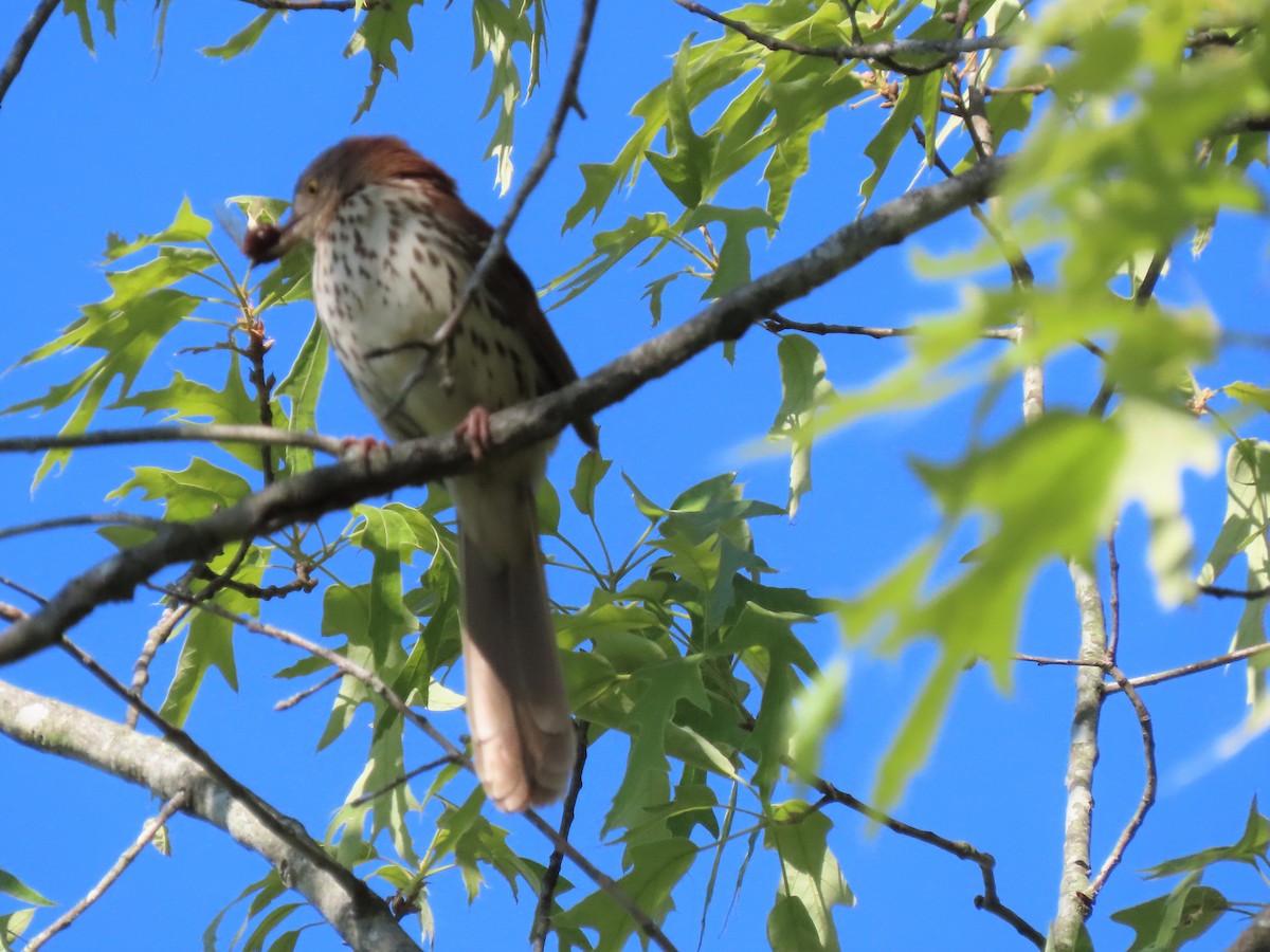 Brown Thrasher - ML232277371